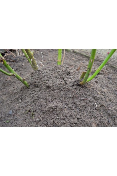 Rose large-flowered (red)